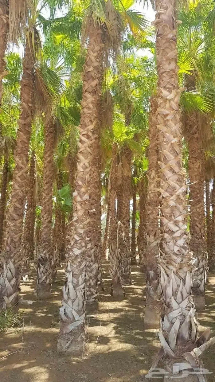 نخيل واشنطي نخل واشنطونيا اسعار جملة 1
