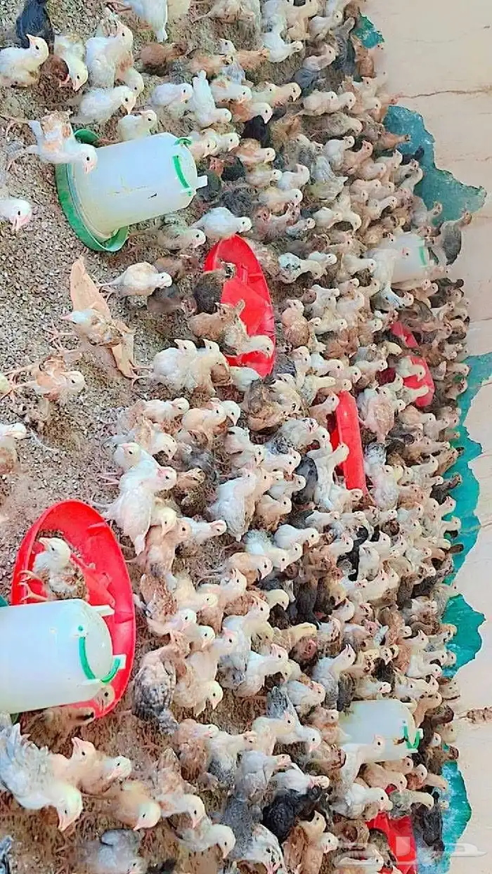 صوص بلدي 14