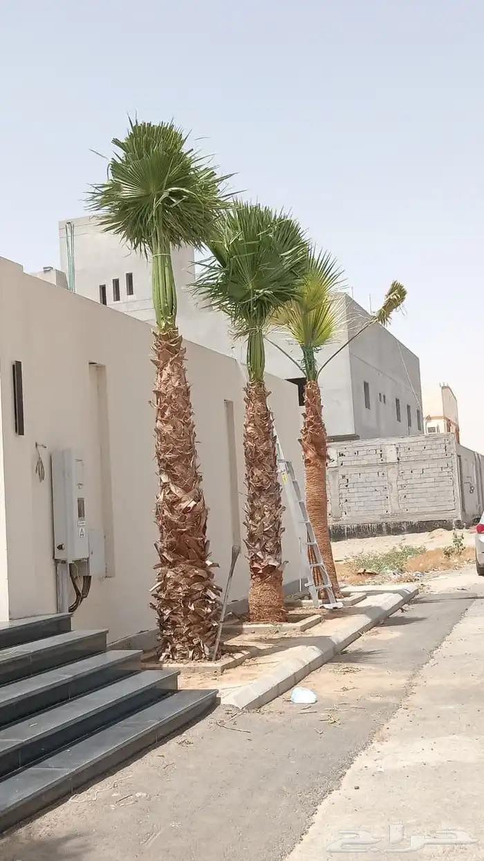 نخيل للبيع بجميع أنواعه ومقاساته 0