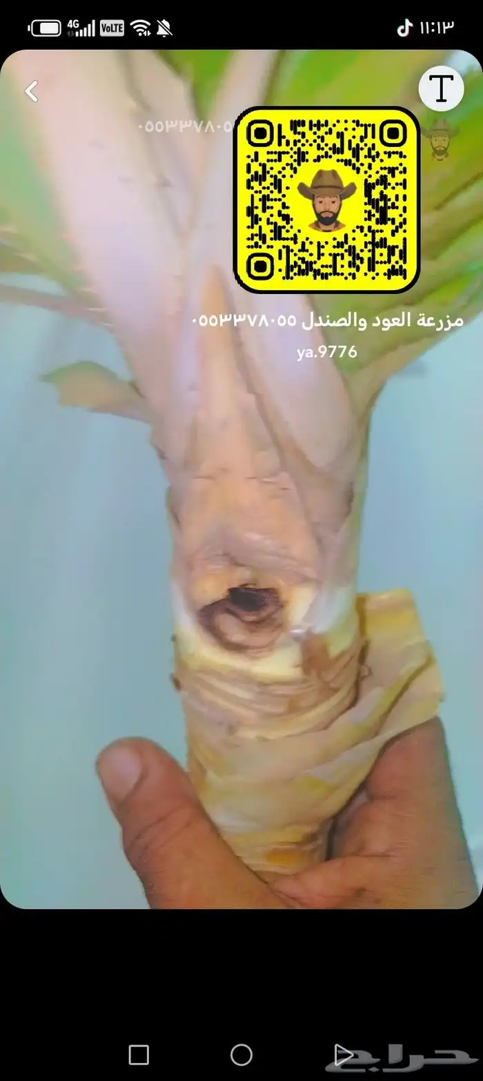 كادي الكادي 0
