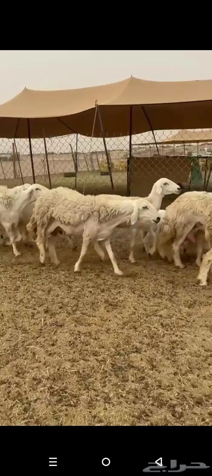 عرض اليوم غنم حريات خلفات حرش رخال طيبه 6