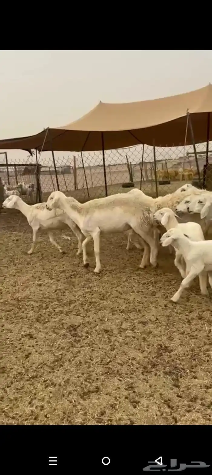 عرض اليوم غنم حريات خلفات حرش رخال طيبه 1