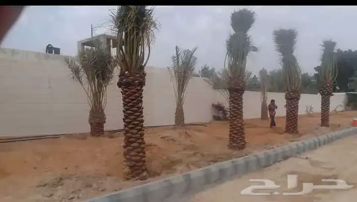 السلام عليكم ورحمة الله وبركاته يوجد لدينا نخيل للبيع 2