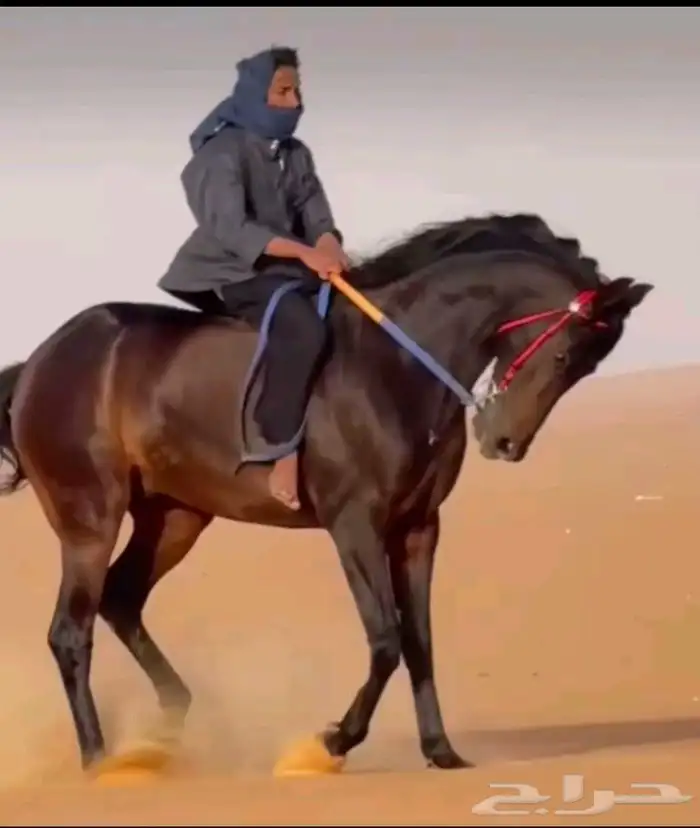 حصان شعبي 0