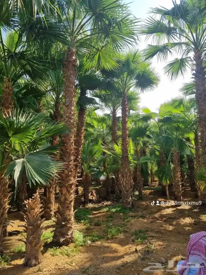 قلع واركز جميع انواع النخيل 0