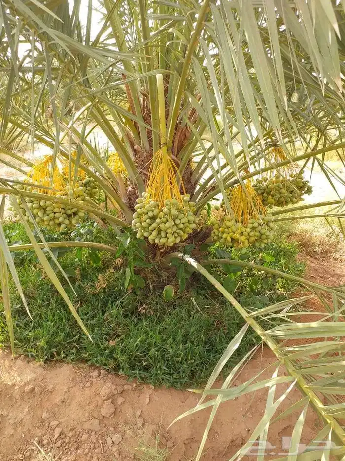 نخل مثمر فأخر شيشي سكري صقعي اخلاص نخيل برحي سكري عجوه روثان 8