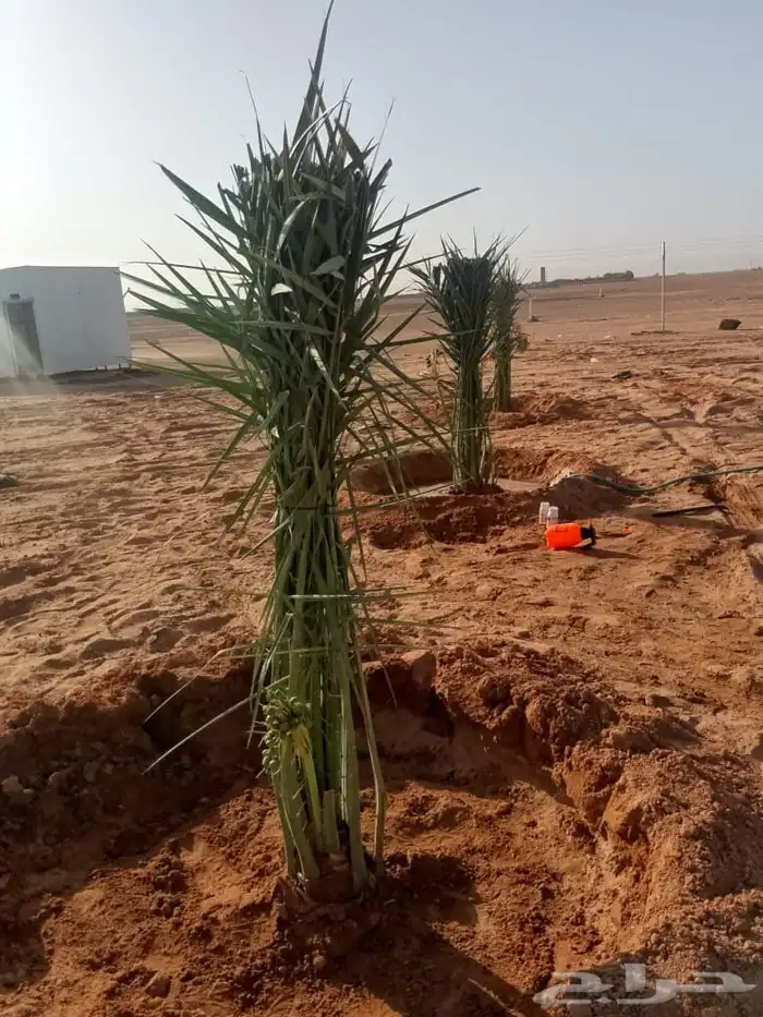يوجد لدينا فروخ وجميع انواع النخل غار صقر وتكريم وتنظيف 4