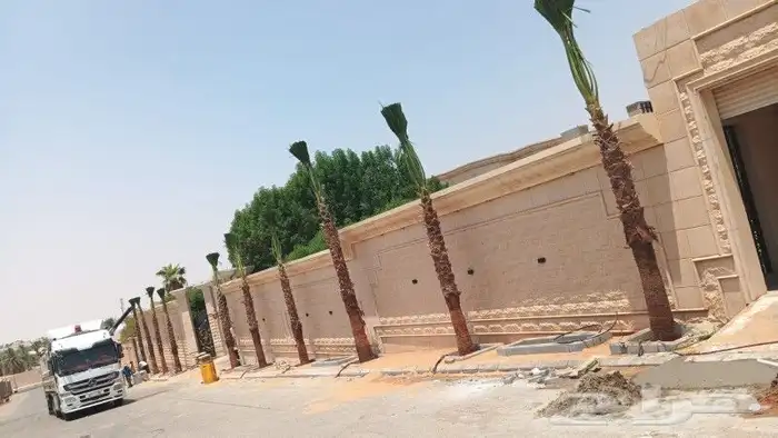 نخل واشنطن للبيع 0