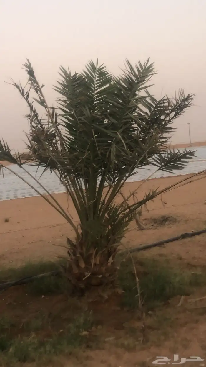 قلع واركز جميع انواع النخيل 8