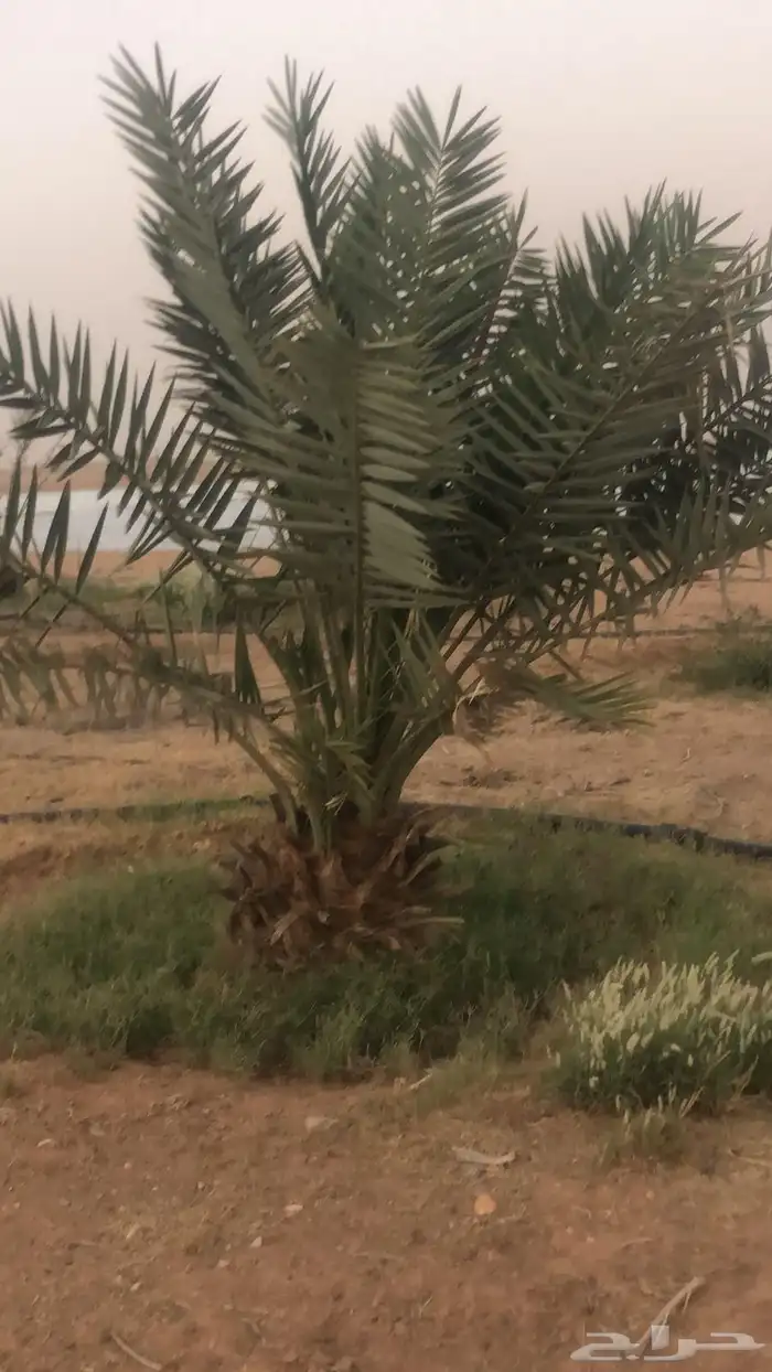 قلع واركز جميع انواع النخيل 7