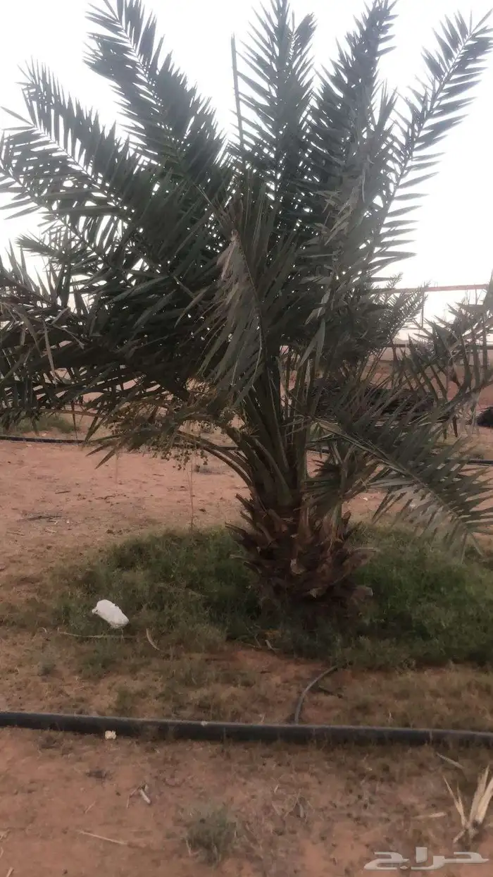 قلع واركز جميع انواع النخيل 6