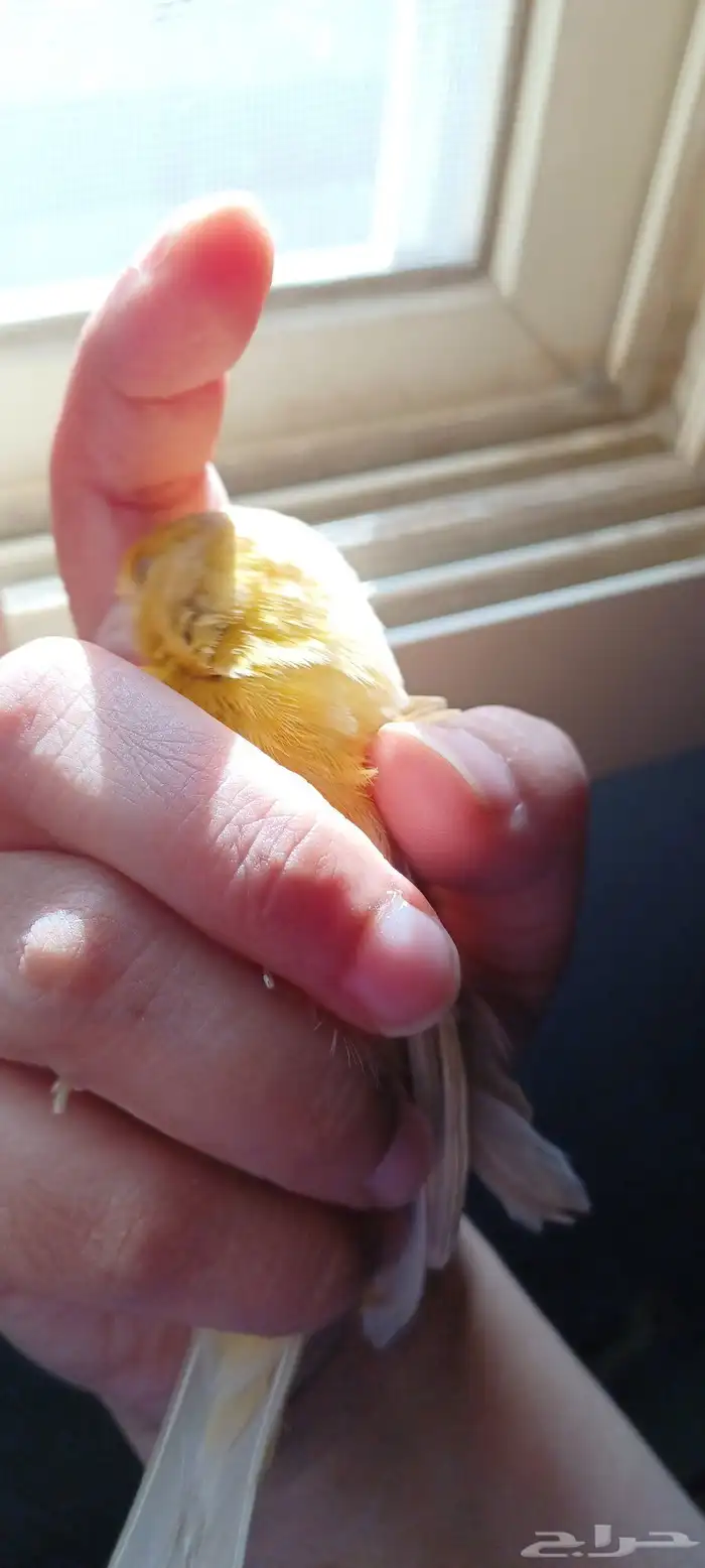 انثى كناري منتجه 3