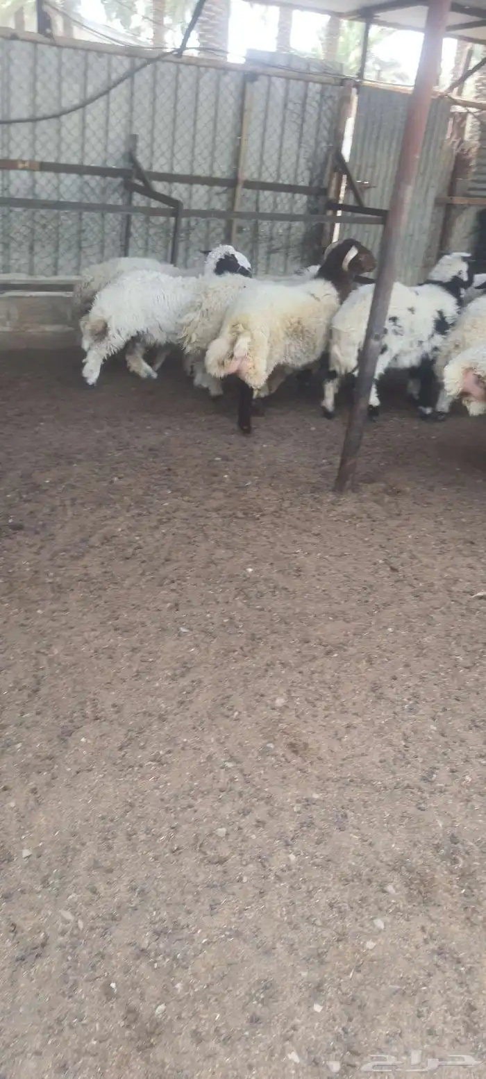 خاروف نعيمي ذكور ورخلات 0