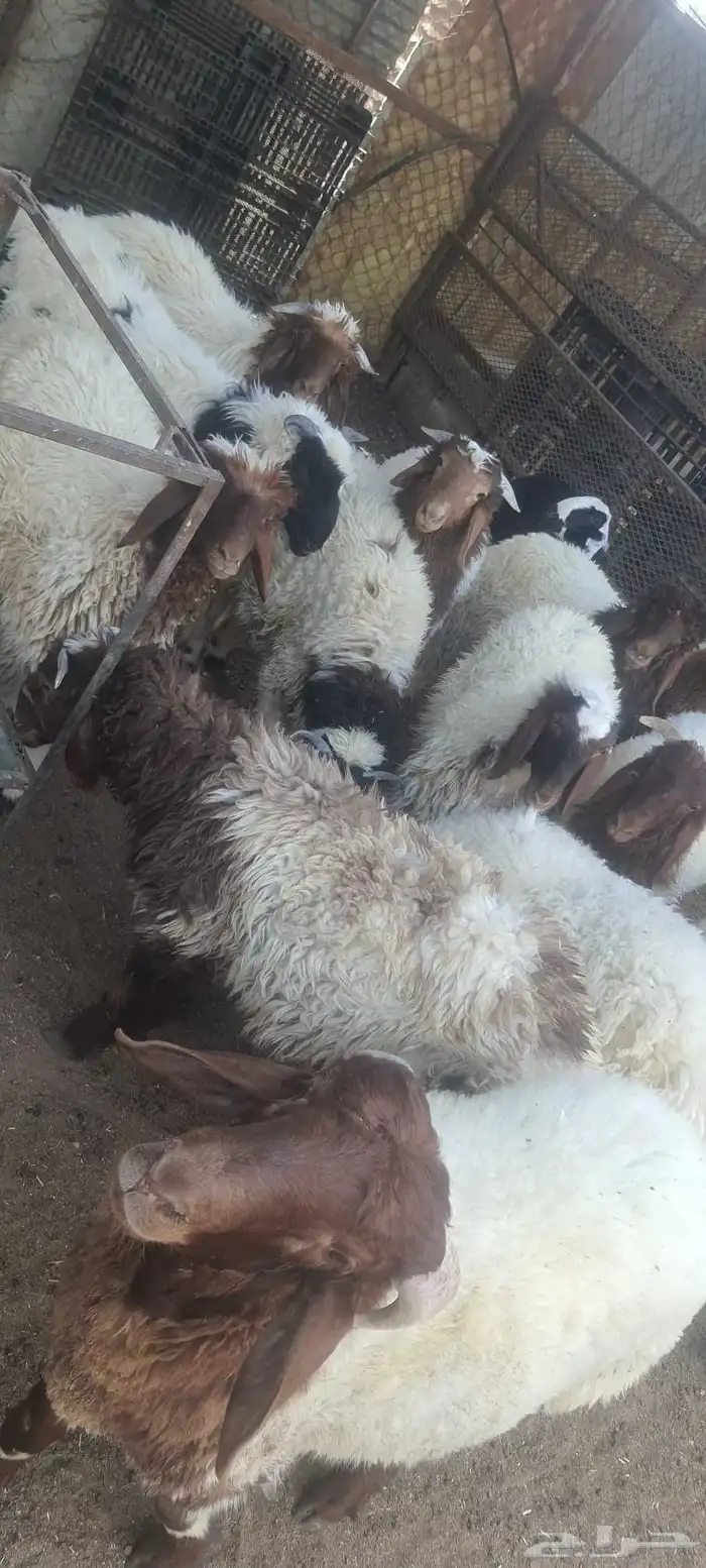 خاروف نعيمي ذكور ورخلات 3