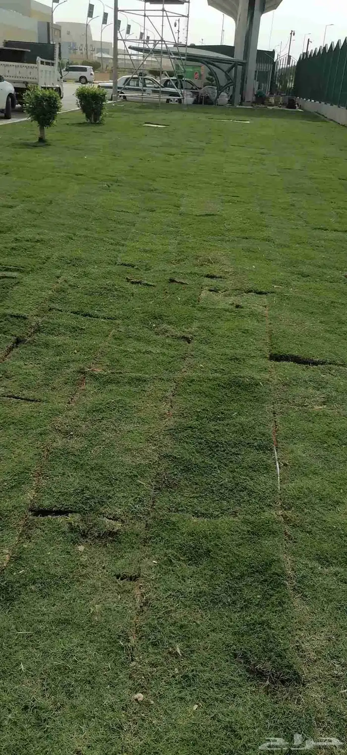 زراعة التيل الطبيعي 5