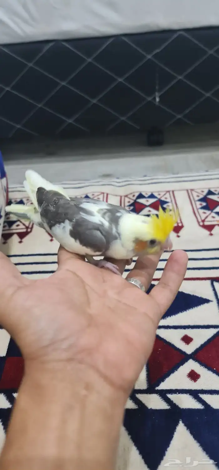 فرخ كروان 1