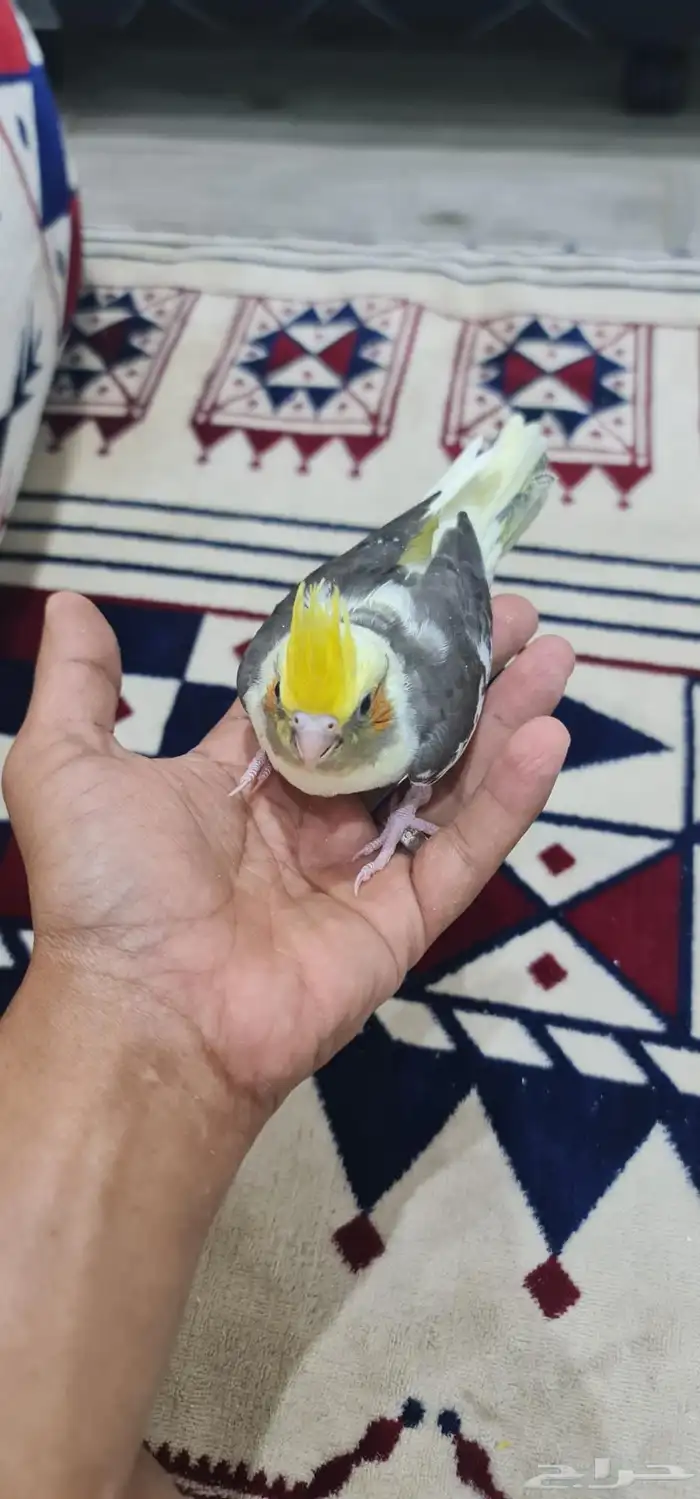 فرخ كروان 0