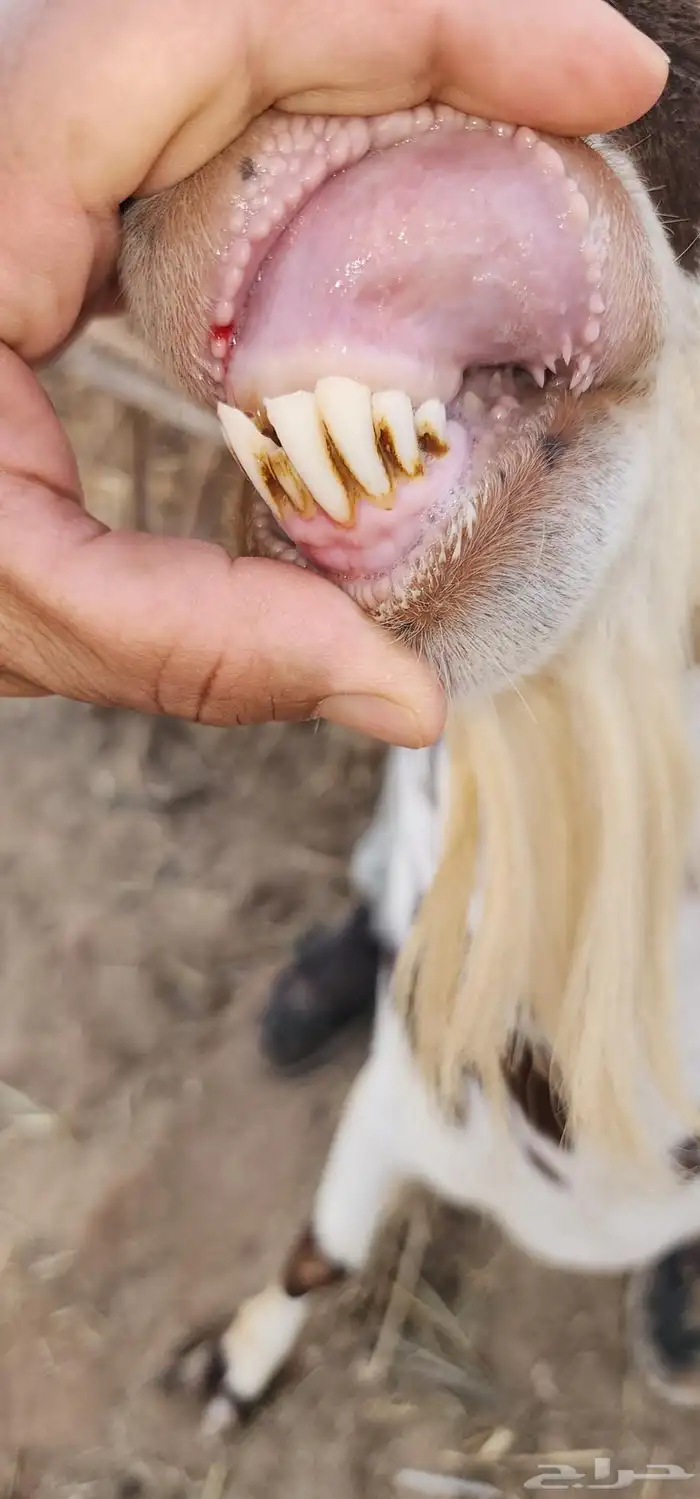 تيس جنوبي اوشح 0