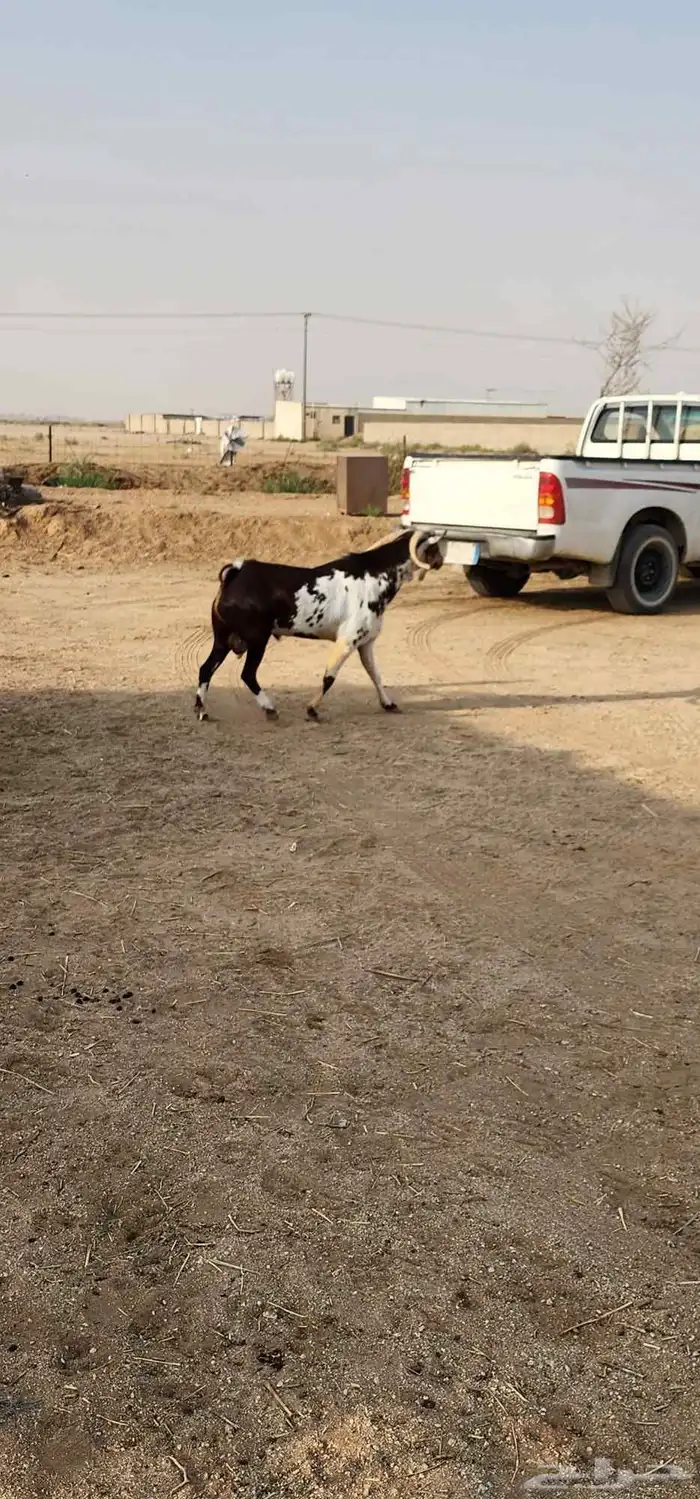 تيس جنوبي اوشح 1