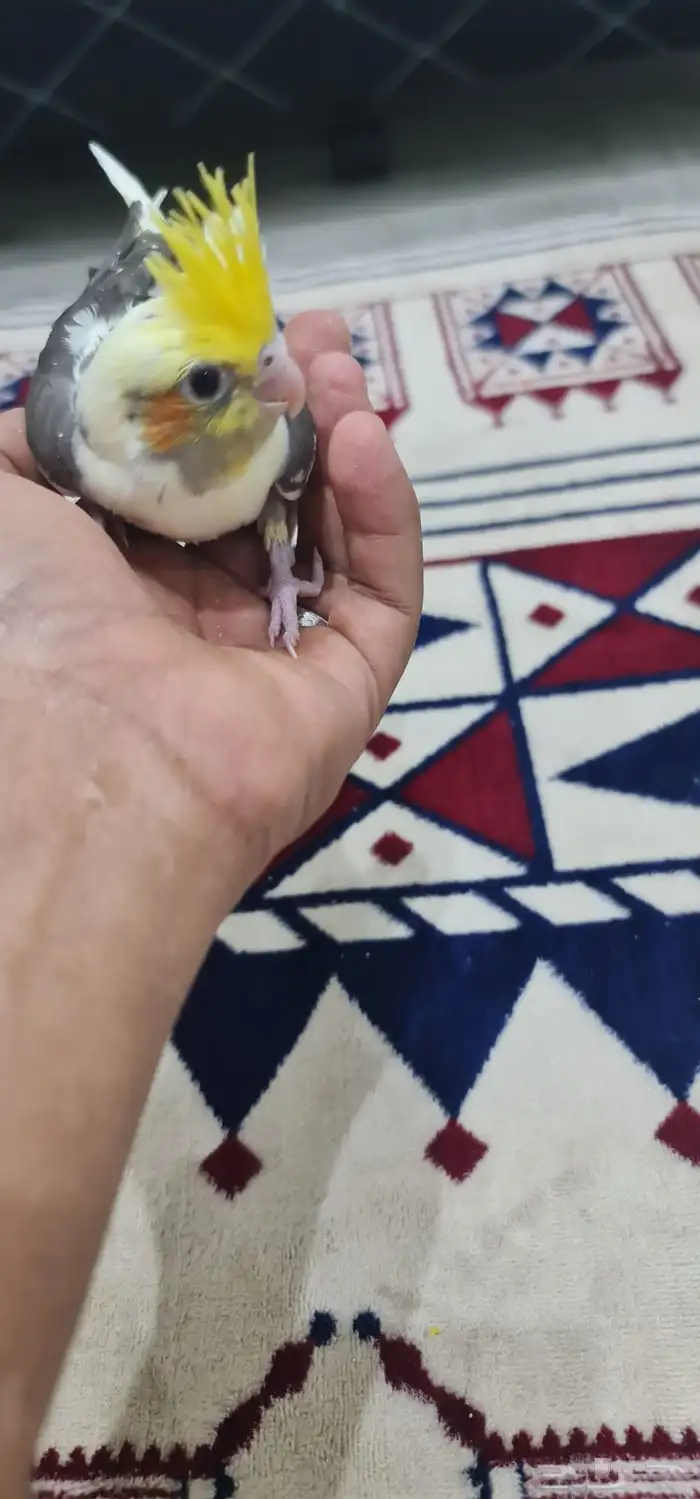 فرخ كروان 2