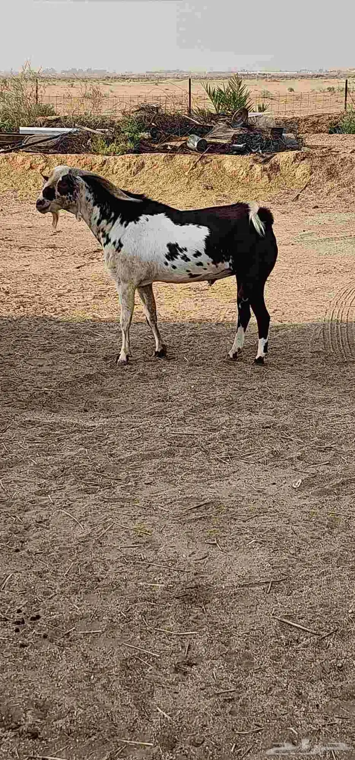 تيس جنوبي اوشح 3
