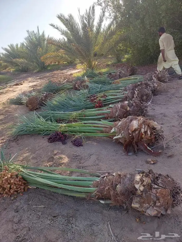 نخيل للبيع بجميع أنواعه ومقاساته 6
