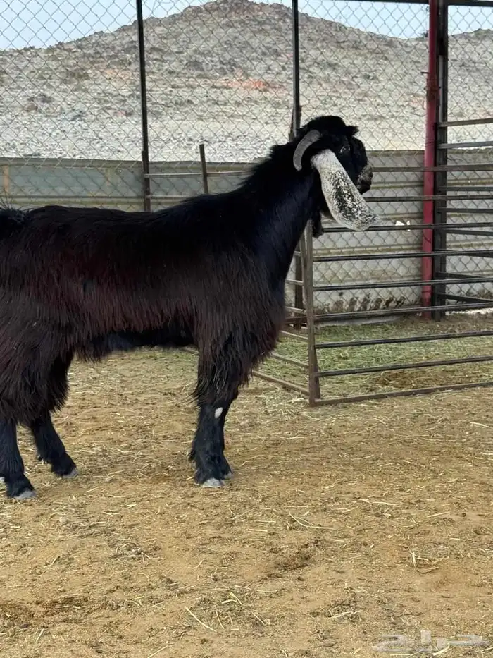 تيس جذع عارضي فحل 2