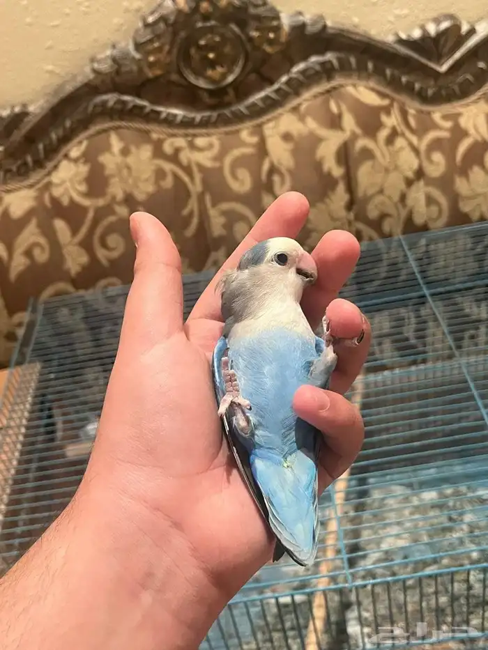 ذكر روز منتج واليف 0