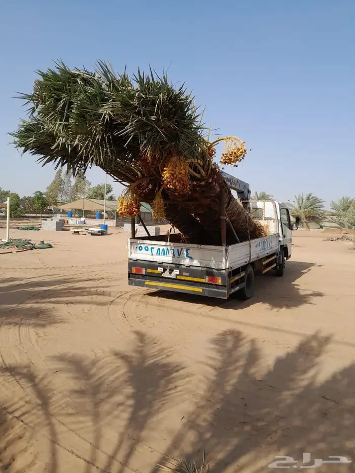 نخيل للبيع بجميع أنواعه ومقاساته 4