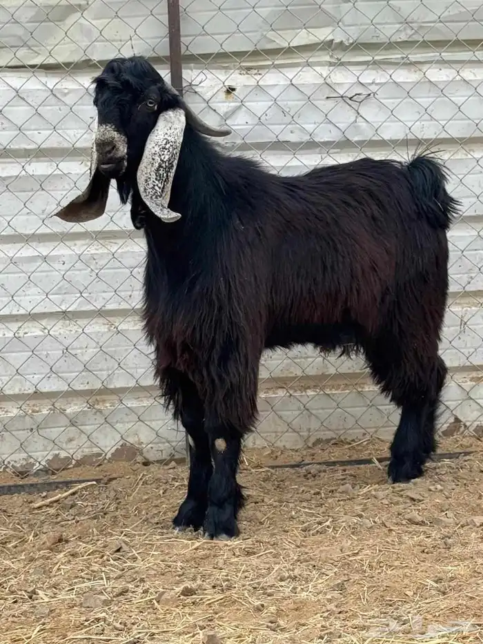 تيس جذع عارضي فحل 1