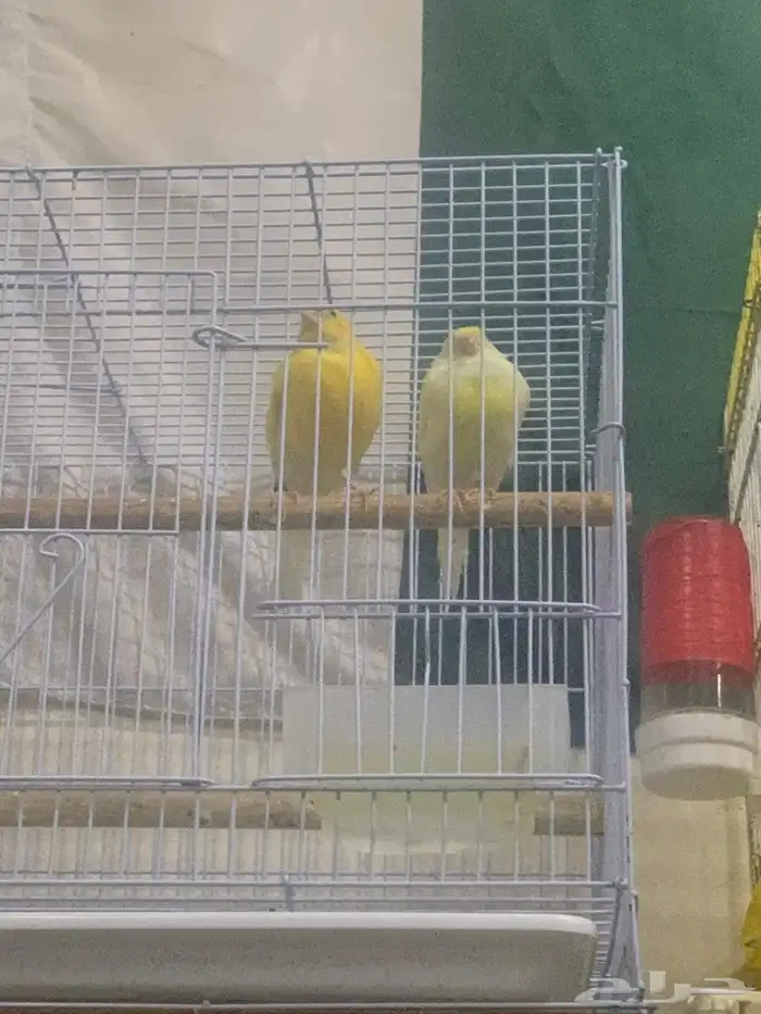 Beautiful canary couple for sale 5