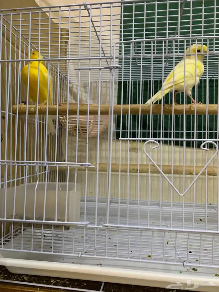 Beautiful canary couple for sale 1