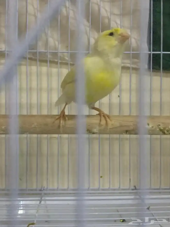 Beautiful canary couple for sale 2