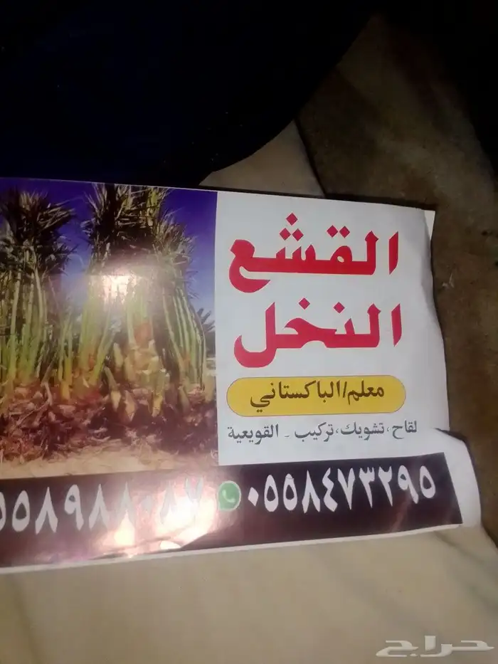 قشع النخيل القعويعية 0