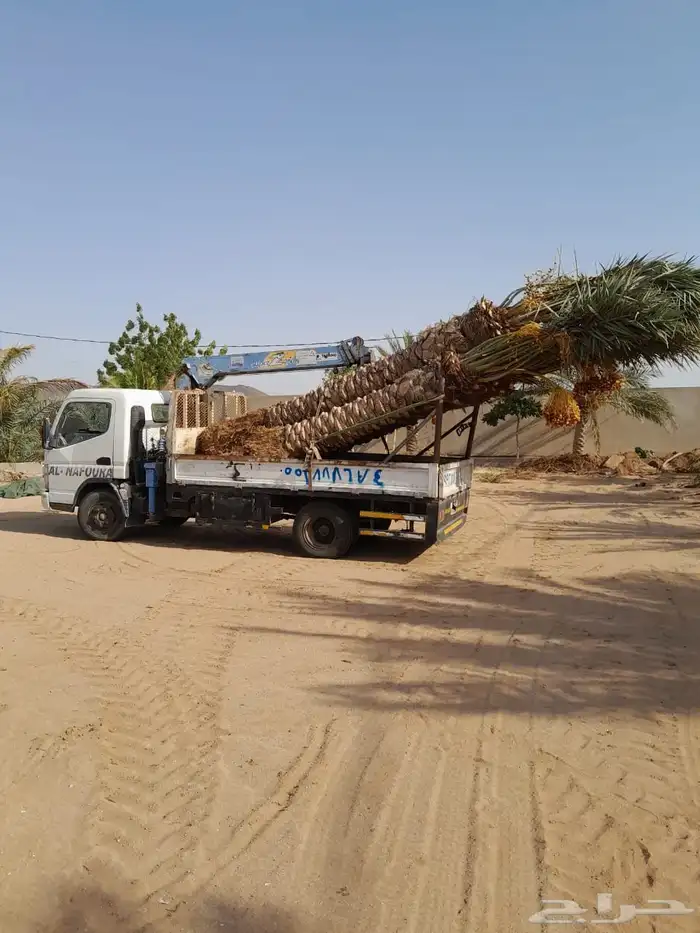 نخيل للبيع بجميع أنواعه ومقاساته 1
