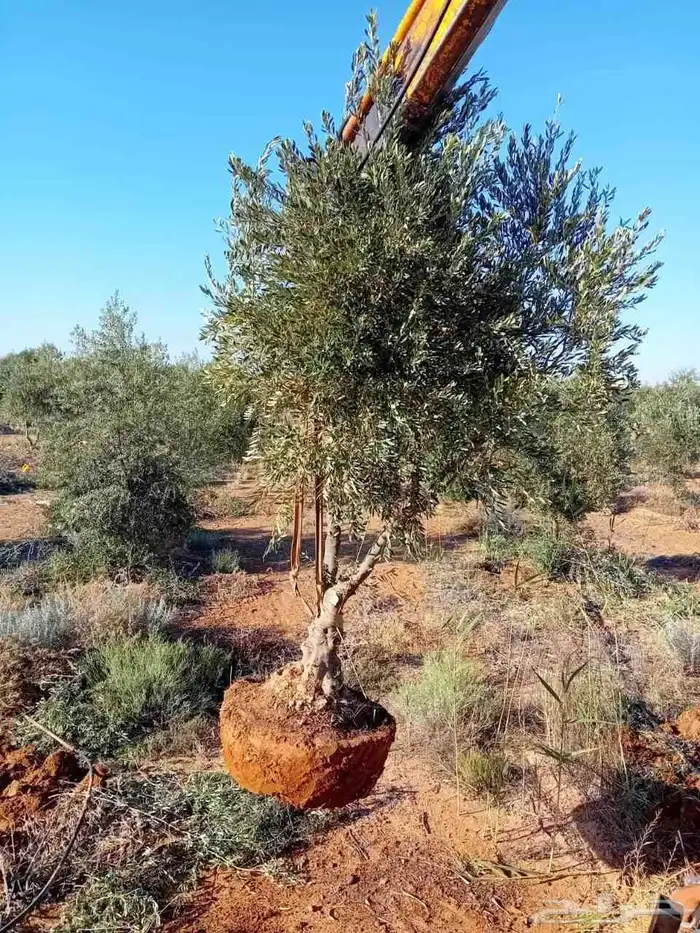 يوجد لدينا جميع انواع الأشجار الزيتون لتوصل علا 2