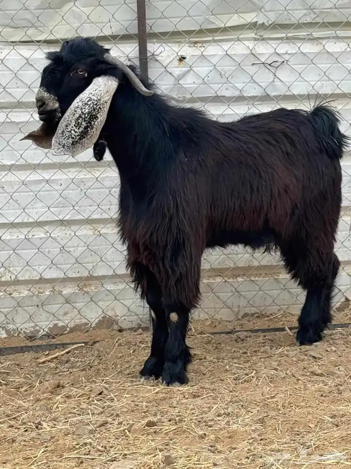 تيس جذع عارضي فحل 3