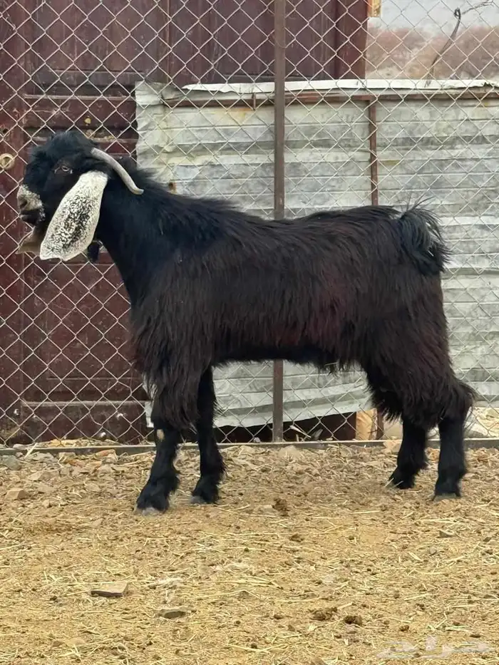 تيس جذع عارضي فحل 0