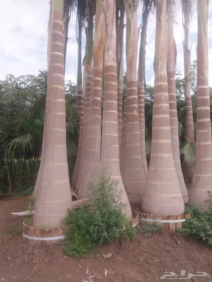 شلالات طبيعيه وزراعة وشبكات ري 11