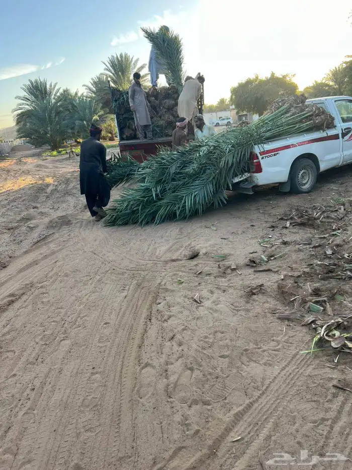السلام عليكم يوجد الدينا فسايل للبيع بجميع المقسات 2