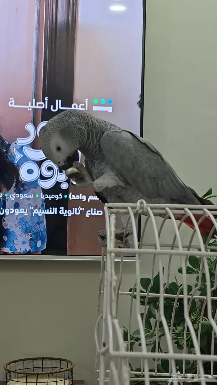 كاسكو اليف ومتكلم 1