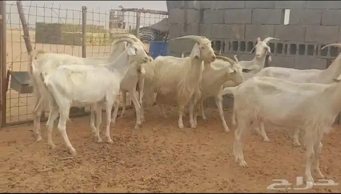 معزا هجين سانين 1