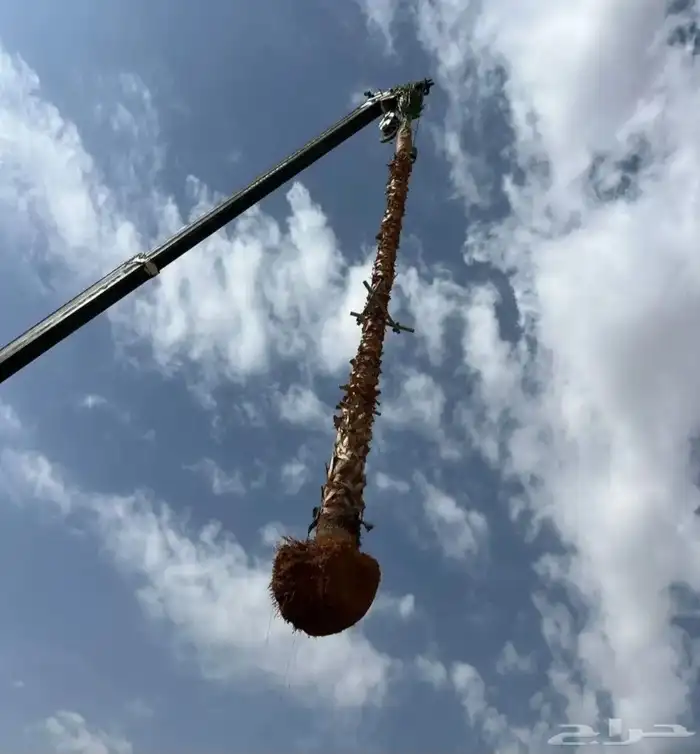 توفر نخيل اخلاص أشقر طي طيب درجه اولى متواجد 7