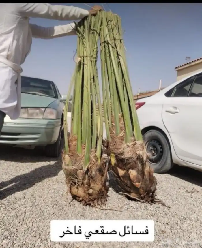 نخل للبيع مع تصدير خارج المملكة البحرين قطر نوفرجميع الاصناف 3