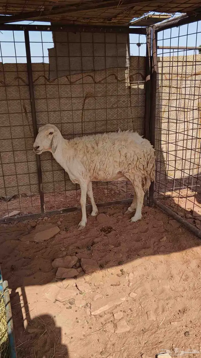 لبيع حريه 1