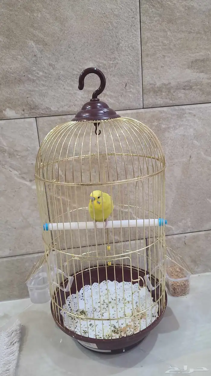 بادجي للبيع ذكر 1
