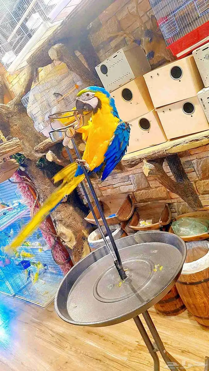 فرخ مكاو إنتاج محلي 12