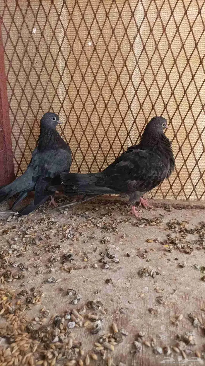 طبه صنعاوي 0
