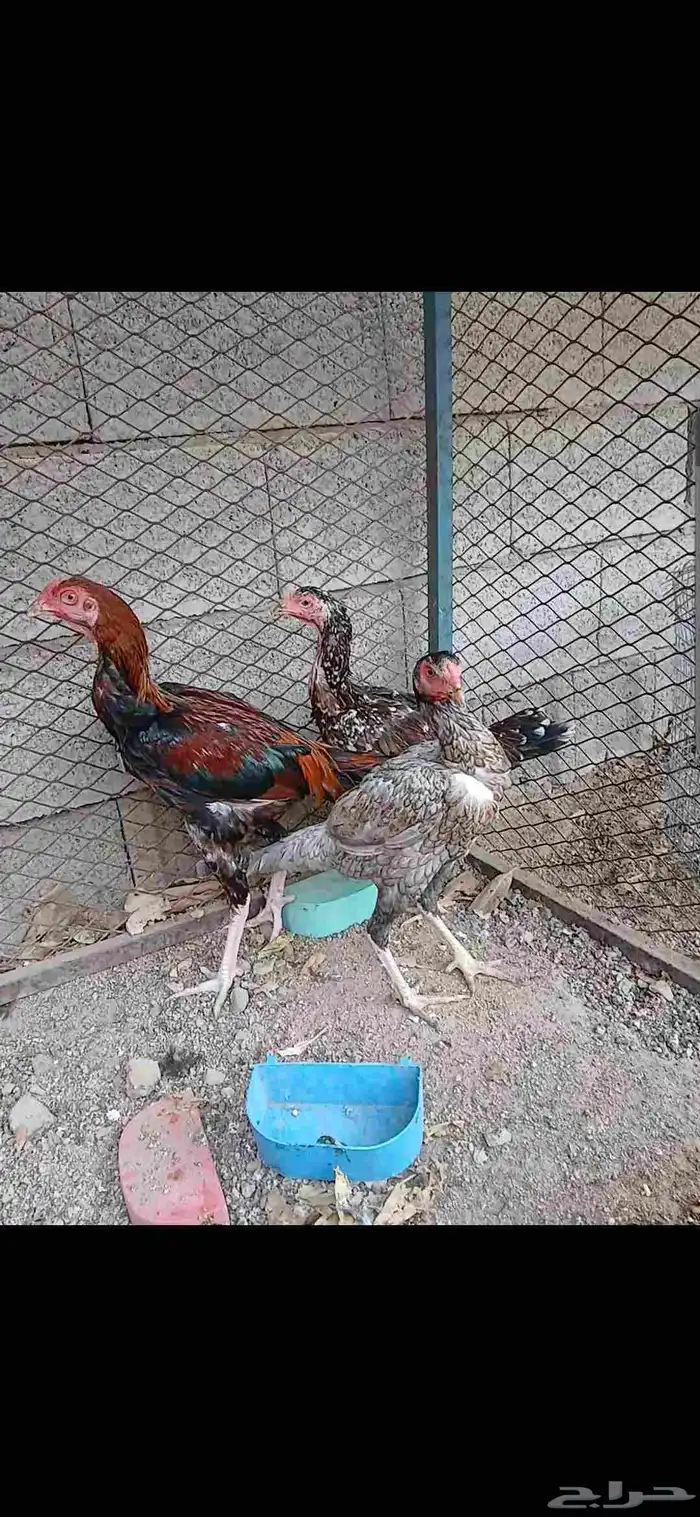دجاج باكستاني 1