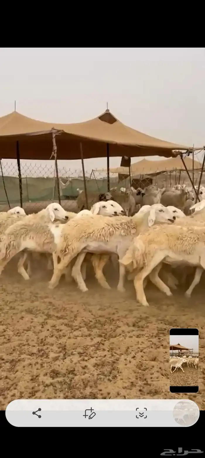 رخال جدعات طيبه عددها 23راس 5